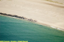 seals hauled out on the eastern shore of Monomoy