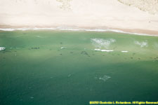 seals swimming east of Monomoy