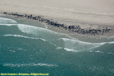 seals on the beach